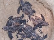 Turtle-nesting-at-Diglipur