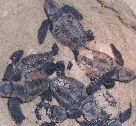 Turtle-nesting-at-Diglipur