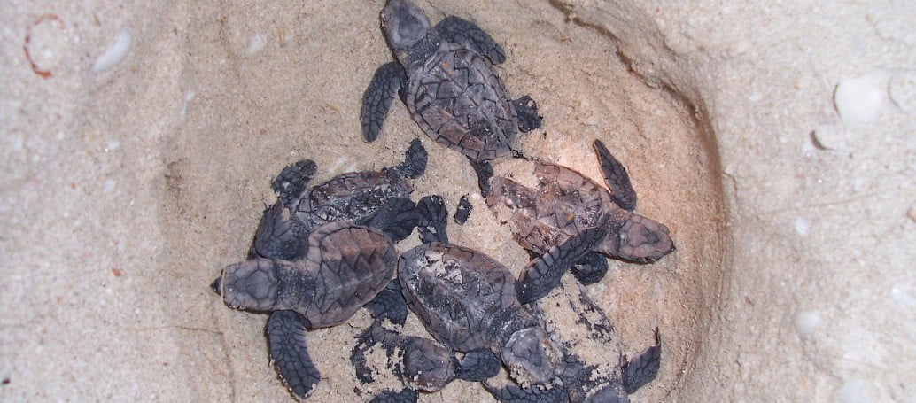 Turtle-nesting-at-Diglipur